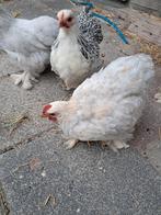 Mooi grijs/wit gemeleerd Cochin haantje, Dieren en Toebehoren, Pluimvee, Mannelijk, Kip