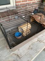 Cavia of konijnenhok voor binnen, Dieren en Toebehoren, Knaagdieren en Konijnen | Hokken en Kooien, Minder dan 60 cm, Ophalen of Verzenden