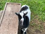 Bokje te koop/huur, Dieren en Toebehoren, Schapen, Geiten en Varkens, Mannelijk, Geit