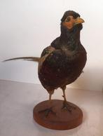 Opgezette fazant, staand op plankje - taxidermie, Opgezet dier, Vogel, Gebruikt, Ophalen of Verzenden