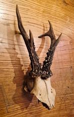 Dierenschedel ree met gewei, Ophalen, Hert, Schedel