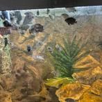 Jonge zebra cicliden s, Dieren en Toebehoren, Vissen | Aquariumvissen
