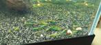 Aanbieding green jade garnalen kweekgroep!!, Dieren en Toebehoren, Vissen | Aquariumvissen, Kreeft, Krab of Garnaal