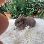 kleurdwerg, Dieren en Toebehoren, Konijnen, Vrouwelijk, Dwerg, 0 tot 2 jaar