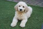 Labradoodle pups, Dieren en Toebehoren, Nederland, CDV (hondenziekte), 8 tot 15 weken, Meerdere