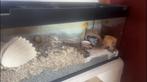 Hamster Terrarium, Dieren en Toebehoren, Knaagdieren en Konijnen | Hokken en Kooien, 110 cm of meer, Zo goed als nieuw, Ophalen