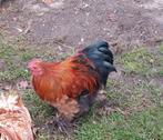 Cochin haan, Mannelijk, Kip