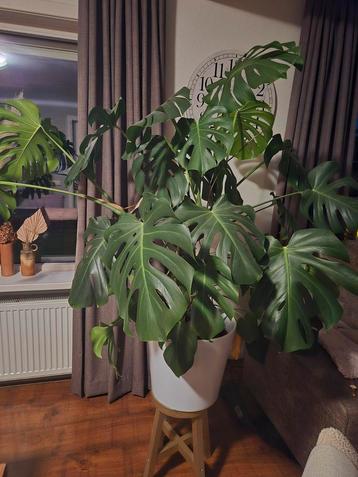 Monstera Deliciosa - Gatenplant Kamerplant beschikbaar voor biedingen