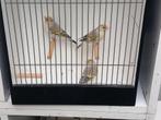Putter x kanarie, Mannelijk, Wildzangvogel, Geringd