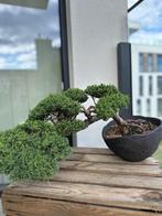 Unieke Buitenbonsai – Jeneverbes, Ophalen, Bloeit niet, In pot, Overige soorten