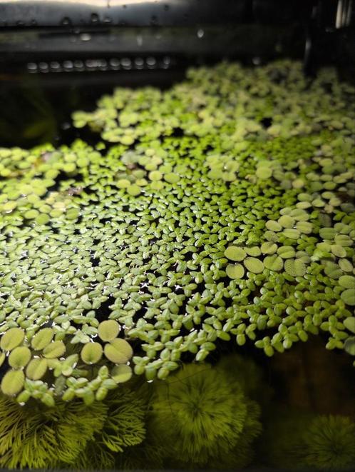 Salvinia natans, Dieren en Toebehoren, Vissen | Aquaria en Toebehoren, Nieuw, Plant(en), Steen of Hout, Ophalen of Verzenden