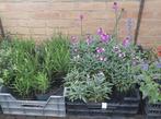 Meerjarige planten Aster, Kattenkruid, Bloedgras, Anjer enz, Ophalen, Zomer, Siergrassen, Volle zon