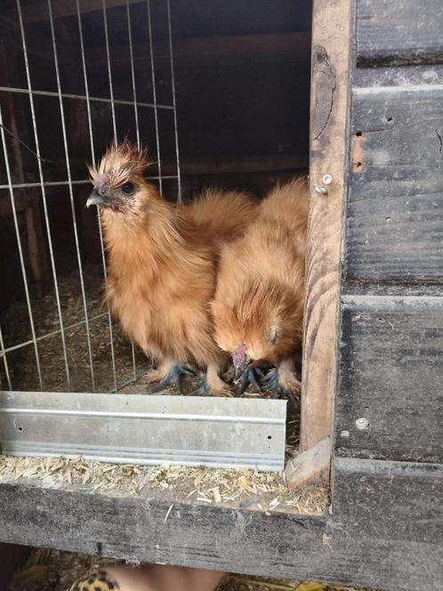 Gratis Zijdehoender x Cochin kriel haantjes, Dieren en Toebehoren, Pluimvee, Kip, Mannelijk