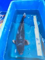 Koi 55 cm desgewenst bezorgd aan huis, Karper of Koi