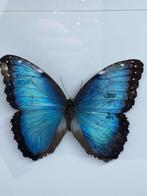 Vlinder Morpho Peleides, Ophalen of Verzenden, Nieuw, Overige soorten, Opgezet dier