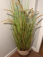 Kunst Pluimgras in een mooie maand, Huis en Inrichting, Kamerplanten, 100 tot 150 cm, Overige soorten, In pot, Halfschaduw