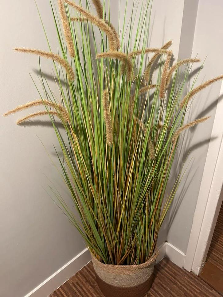 Kunst Pluimgras in een mooie maand, Huis en Inrichting, Kamerplanten, Overige soorten, 100 tot 150 cm, Halfschaduw, In pot, Ophalen of Verzenden