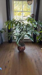 Grote kamerplant met hydropot zonder sierpot, Ophalen, Halfschaduw, Minder dan 100 cm