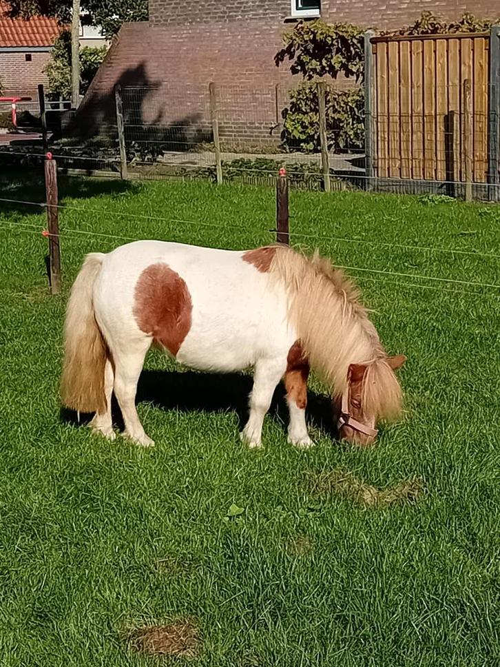 Te koop mooie vosbonte drachtige mini pony, Dieren en Toebehoren, Pony's, Merrie, A pony (tot 1.17m), 11 jaar of ouder, Gechipt