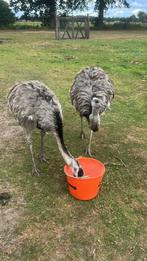 Nandoe s nandoes, Dieren en Toebehoren, Meerdere dieren, Overige soorten