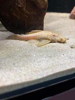 Ancistrus albino gratis, Dieren en Toebehoren, Vissen | Aquariumvissen, Vis