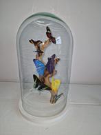 Vlinder Stolp - Decoratief Insectenstuk, Ophalen