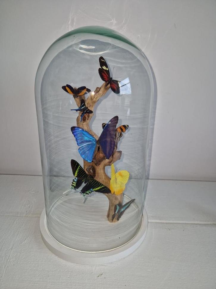 Vlinder Stolp - Decoratief Insectenstuk, Antiek en Kunst, Kunst | Beelden en Houtsnijwerken, Ophalen