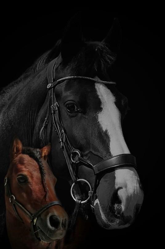 Goed thuis gezocht voor merrie en hengstje, Dieren en Toebehoren, Paarden, Meerdere dieren, Recreatiepaard