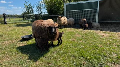 Skudde ooien en rammen verschillende leeftijden, Dieren en Toebehoren, Schapen, Geiten en Varkens, Schaap, Meerdere dieren