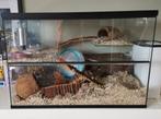 Terrarium met deksel 60 x 40 x 40, Dieren en Toebehoren, Knaagdieren en Konijnen | Hokken en Kooien, Zo goed als nieuw, Ophalen
