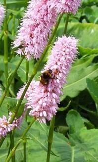 Zaden Persicaria bistorta 'Superba', Ophalen of Verzenden, Zaad