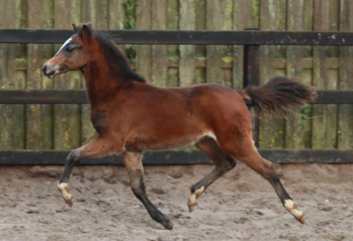 Enkele kwaliteitsvolle Welsh hengstveulens, Dieren en Toebehoren, Pony's, Hengst, Niet van toepassing, B pony (1.17m tot 1.27m)