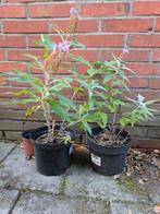 2 Vlinderstruiken - Paars, Volle zon, Vaste plant, Zomer, Ophalen