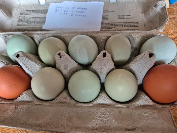 🌈 Broedeieren van kleurrijke mix-toom – zeldzame Opal, Dieren en Toebehoren, Pluimvee, Kip, Geslacht onbekend