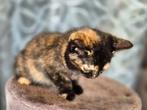 Half Britse Korthaar kittens  (Bandit), Poes