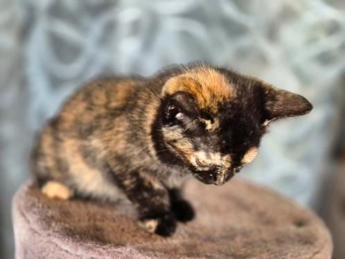 Half Britse Korthaar kittens  (Bandit), Dieren en Toebehoren, Katten en Kittens | Raskatten | Korthaar, Poes