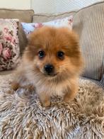 Keeshond/pomeriaan bear face 🐻, Dieren en Toebehoren, Keeshond, Meerdere, Meerdere dieren, Nederland