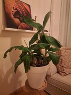 Bananenplant, Huis en Inrichting, Kamerplanten, Ophalen, Halfschaduw, Minder dan 100 cm