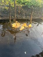 Peking eenden, Meerdere dieren, Eend