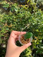Hoya chouke, Ophalen, Overige soorten, Minder dan 100 cm