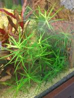 Sterrenkruid, Ophalen, Nieuw, Plant(en), Steen of Hout