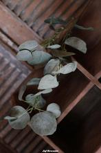 Lange tak eucalyptus (kunst) met vol blad, Www.jufbrocante.nl, Www.jufbrocante.nl, Nieuw, Ophalen of Verzenden