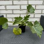 Plantjes Tomaten, Courgette, Zonnebloem, Tuin en Terras, Planten | Tuinplanten, Ophalen, Volle zon, Groenteplanten, Eenjarig