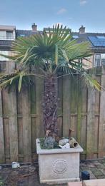 Grote trachycarpus fortunei, Tuin en Terras, 100 tot 250 cm, Zomer, Palmboom, Ophalen