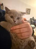 Te koop britse korthaar, Dieren en Toebehoren, Katten en Kittens | Overige Katten, Poes