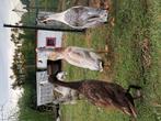 Loopeenden stel, Dieren en Toebehoren, Pluimvee, Meerdere dieren, Eend