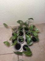 Epipremnum pinnatum cebu blue, Ophalen of Verzenden, Halfschaduw, Minder dan 100 cm