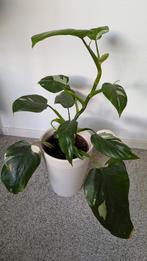 Philodendron White Wizard, Ophalen of Verzenden, Overige soorten, Minder dan 100 cm