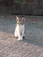 Kittens, Dieren en Toebehoren, Katten en Kittens | Raskatten | Korthaar, Meerdere dieren, 0 tot 2 jaar