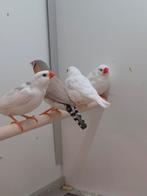 Zebravinken, Dieren en Toebehoren, Meerdere dieren, Tropenvogel, Geringd